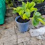 organic strawberry plants Image 8