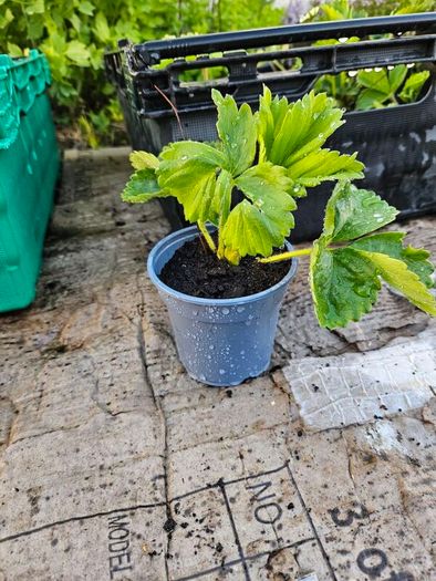 organic strawberry plants