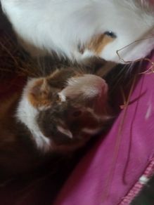 guinea pigs