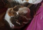 guinea pigs