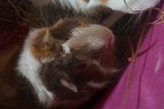guinea pigs