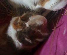 guinea pigs