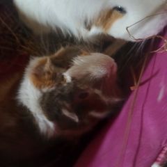 guinea pigs