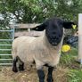 suffolk ram Image 2