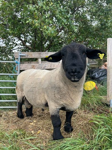 suffolk ram