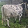 Speckle park in calf heifer Image 2