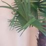Artificial Palm Tree Image 6