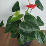 Anthurium plant Image 8