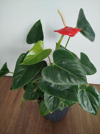 Anthurium plant