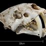 1/1 resin copy of a saber tooth cat skull. Image 2