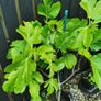 130cm fig tree plant Image 2