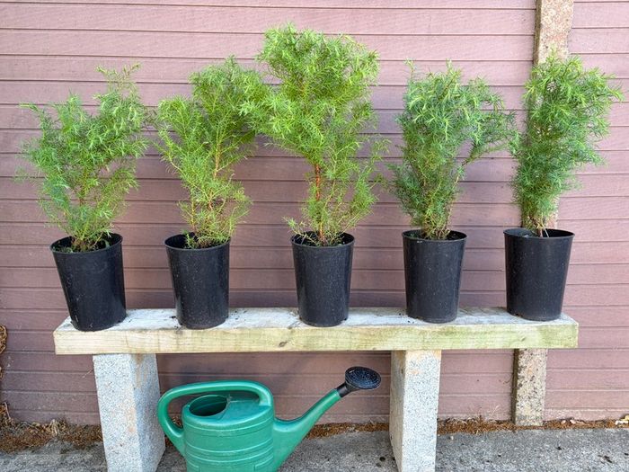 Cryptomeria japonica Elegans (Japanese Cedar)