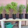 Cryptomeria japonica Elegans (Japanese Cedar) Image 4