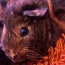 guinea pigs Image 2