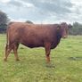 x20 heifers for sale at Ballymahon Mart Image 7