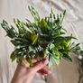 Artificial greenery Image 9