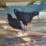 Ayam Cemani Rooster and Hens Image 3