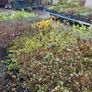 Plants and Shrubs Two euros Image 8