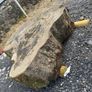 Beach tree slabs 250 years old Image 4