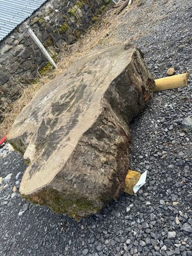 Beach tree slabs 250 years old