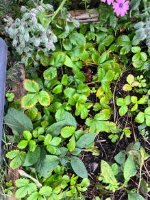 plant