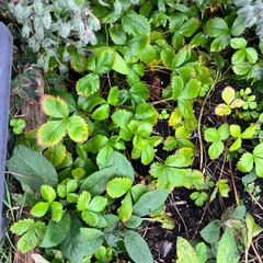 plant