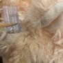 kids backpack little lab sheep new Image 7