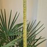 Plants bundle. Image 4