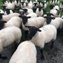 Hoggets Image 6