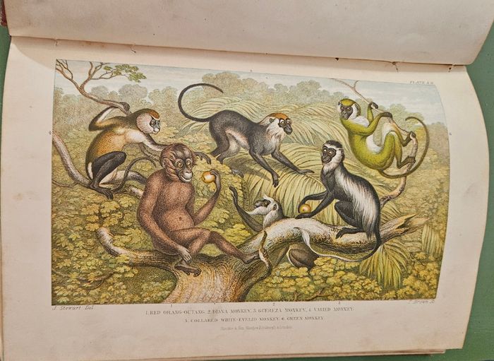 Goldsmiths  Animated Nature Vol 2 History of Animals