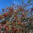 willowtree87