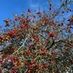 willowtree87