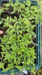 Tomato Plants organic