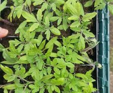Tomato Plants organic