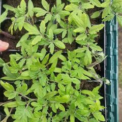 Tomato Plants organic