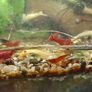 Red cherry shrimp Image 2