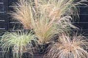 Tall grasses " ponytail "