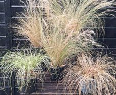 Tall grasses " ponytail "