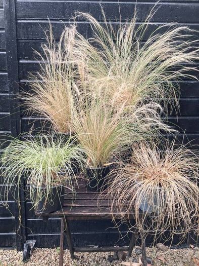 Tall grasses " ponytail "
