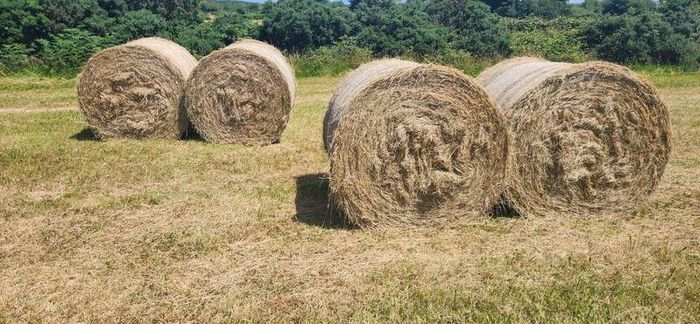 Hay