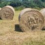 Hay Image 6