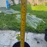 plant Image 2