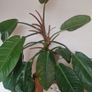 Philodendron 'Prince of Orange' Image 3