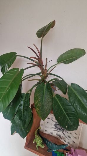 Philodendron 'Prince of Orange'