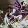 House plants Image 9