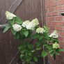 Mature Hydrangea Plant in a Pot Image 4