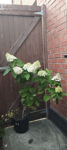 Mature Hydrangea Plant in a Pot