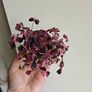 Oxalis vulcaniola Crazy Plum Image 4