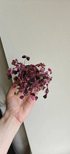 Oxalis vulcaniola Crazy Plum