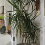 Multiple indoor plants available Image 3